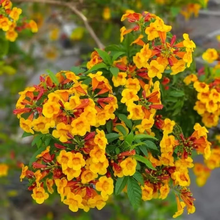 【橙钟花】阳台庭院花园观赏草本花卉耐旱热盆栽苗