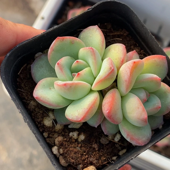 泡芙双头  （满9.99包邮不满9.99包邮）