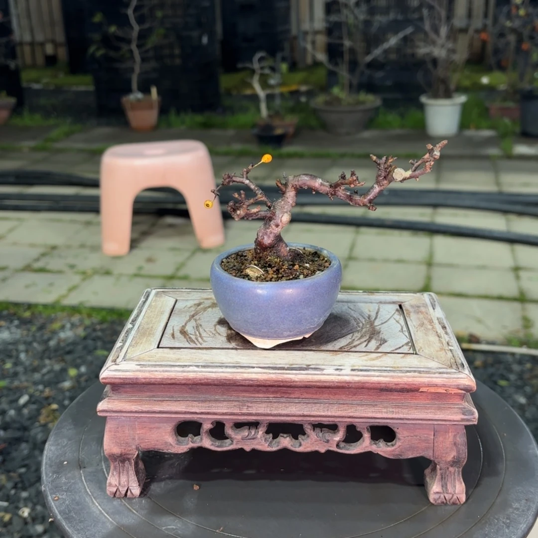 山***。全场盆景872好包邮