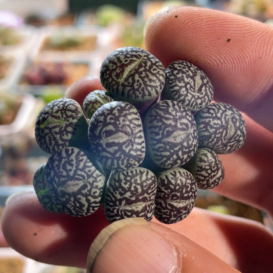 特特714墨12头密纹植物一物一拍