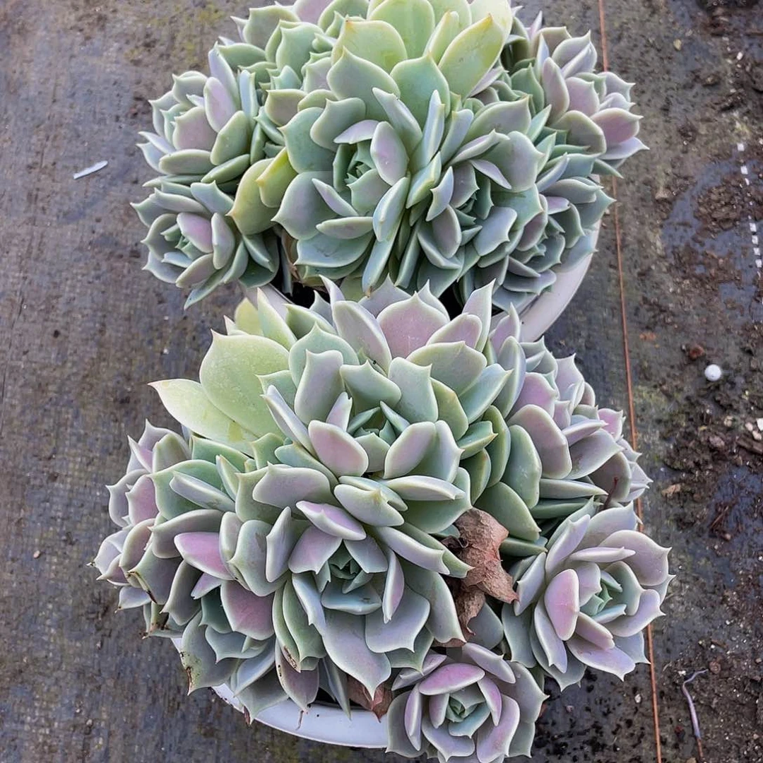 露娜连多肉植物2颗