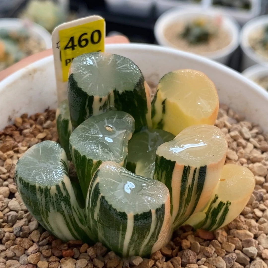 460号欧大宝实生万象锦