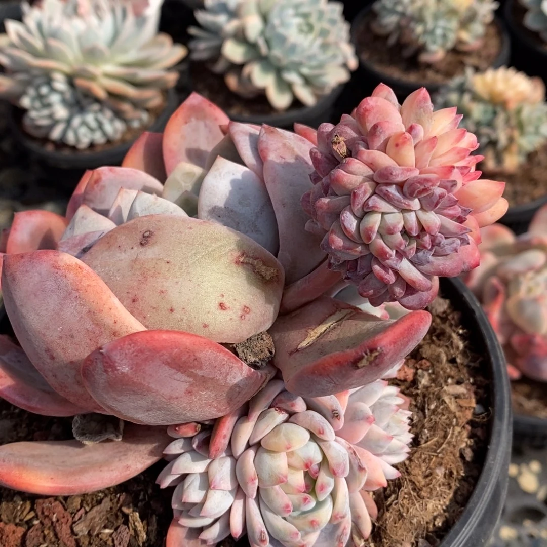 不*眉梦露锦多肉植物