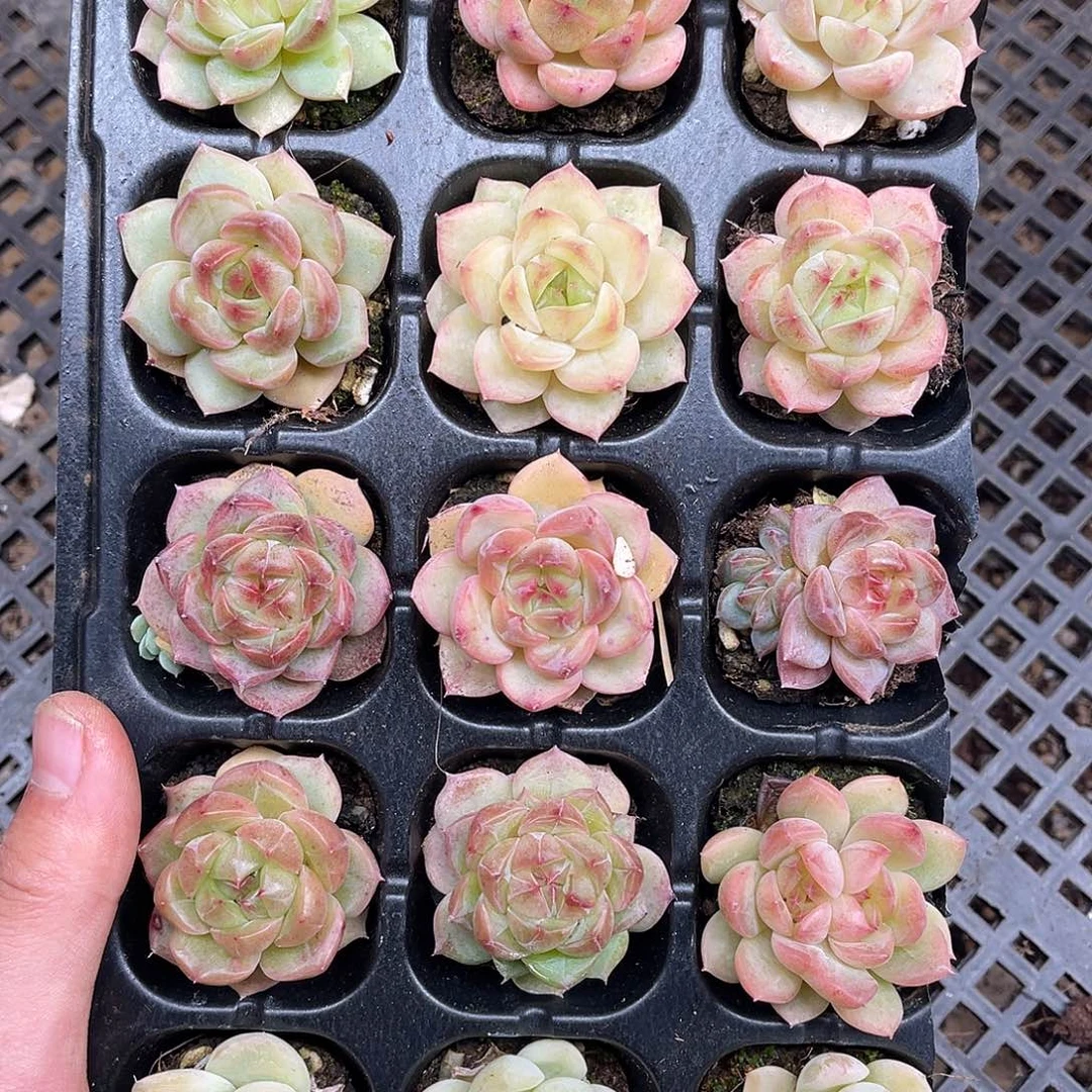 多肉一物一拍10-154