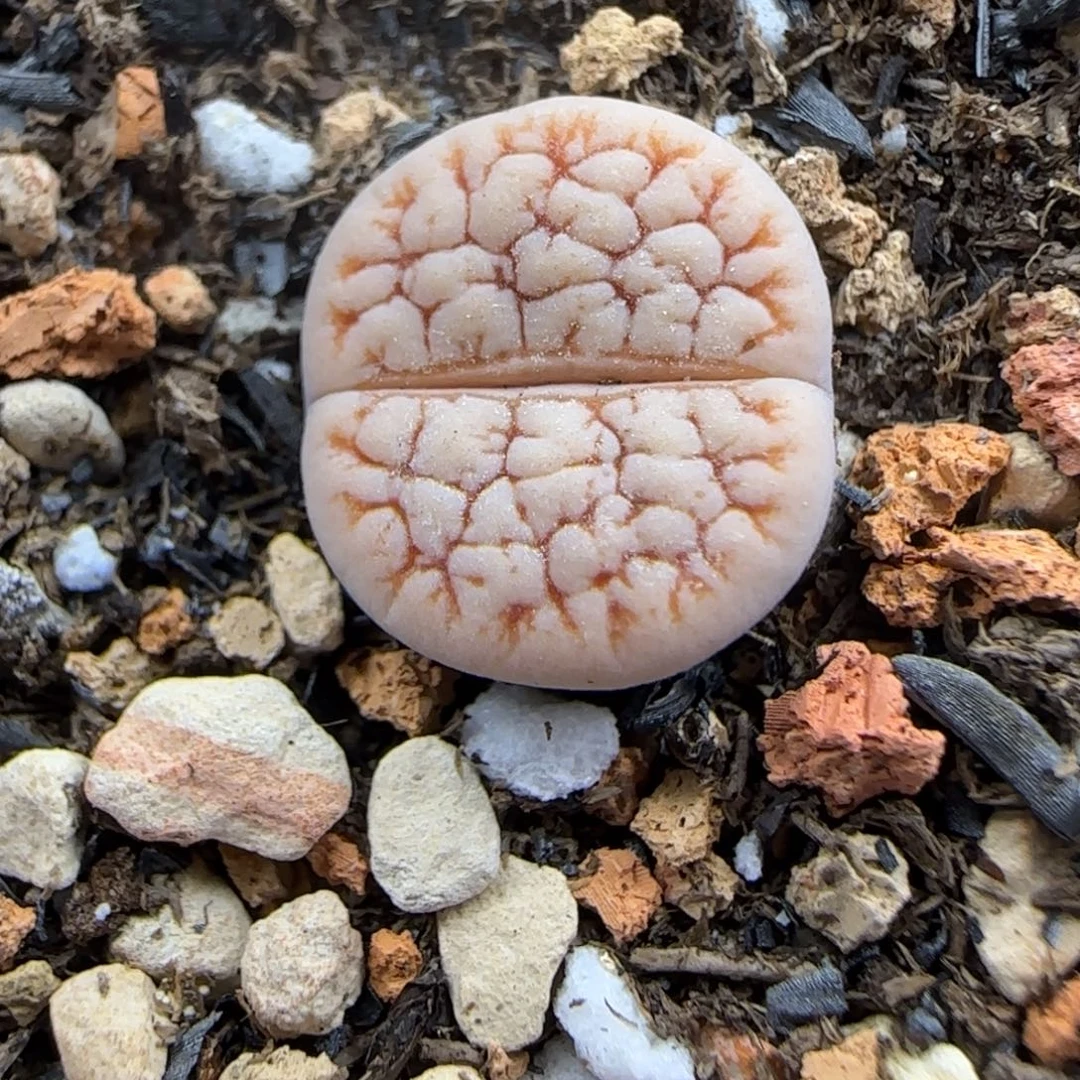 134 生石花大棚直播