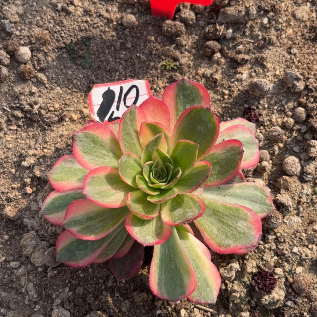 10多肉植物黑魔锦