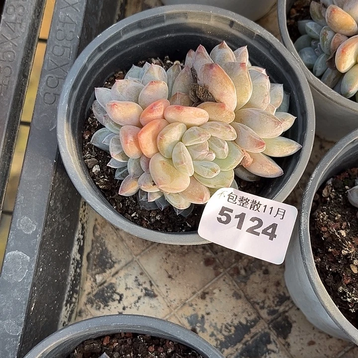 阿雅园艺。      5124星影