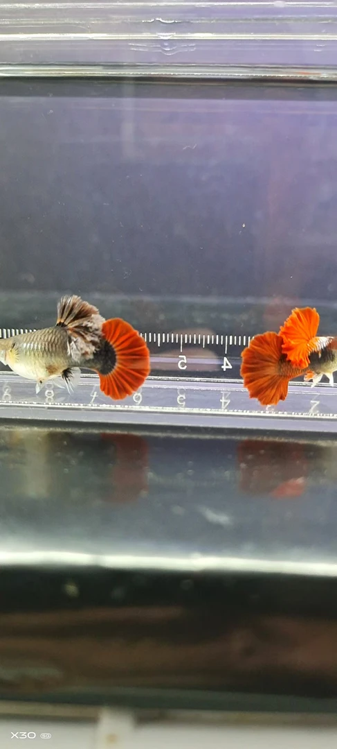 褶扇孔雀鱼热带鱼观赏鱼