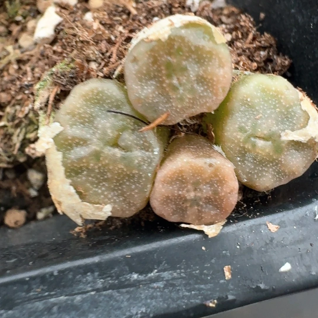 166烧麦一颗000000000