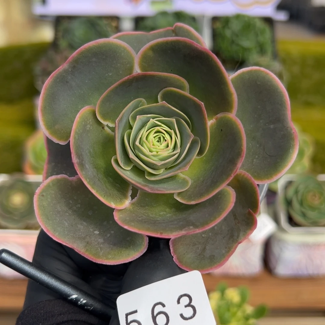 563优选爱心叶紫红色8厘米