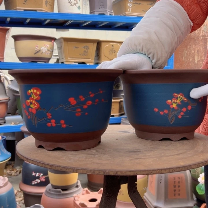 25+25蓝点菜平角金钟花盆花盆