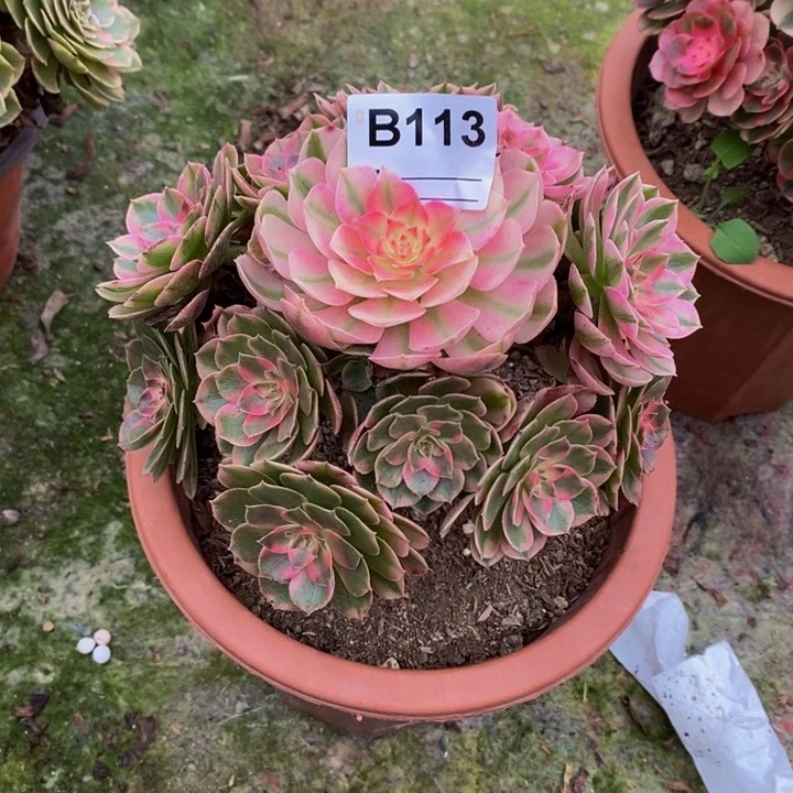 满**陈荔枝多肉植物113