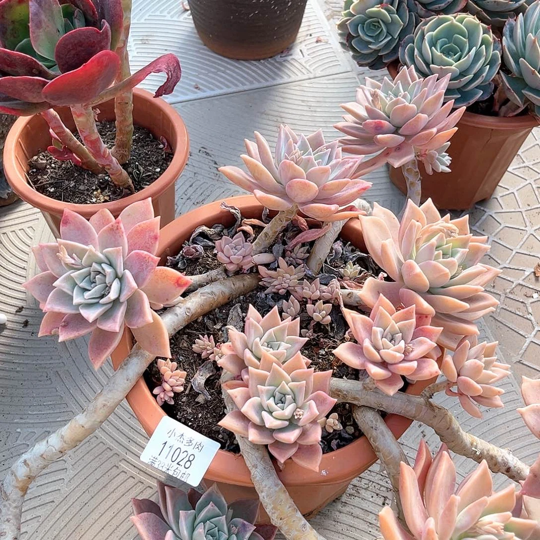 大群红糊11028月