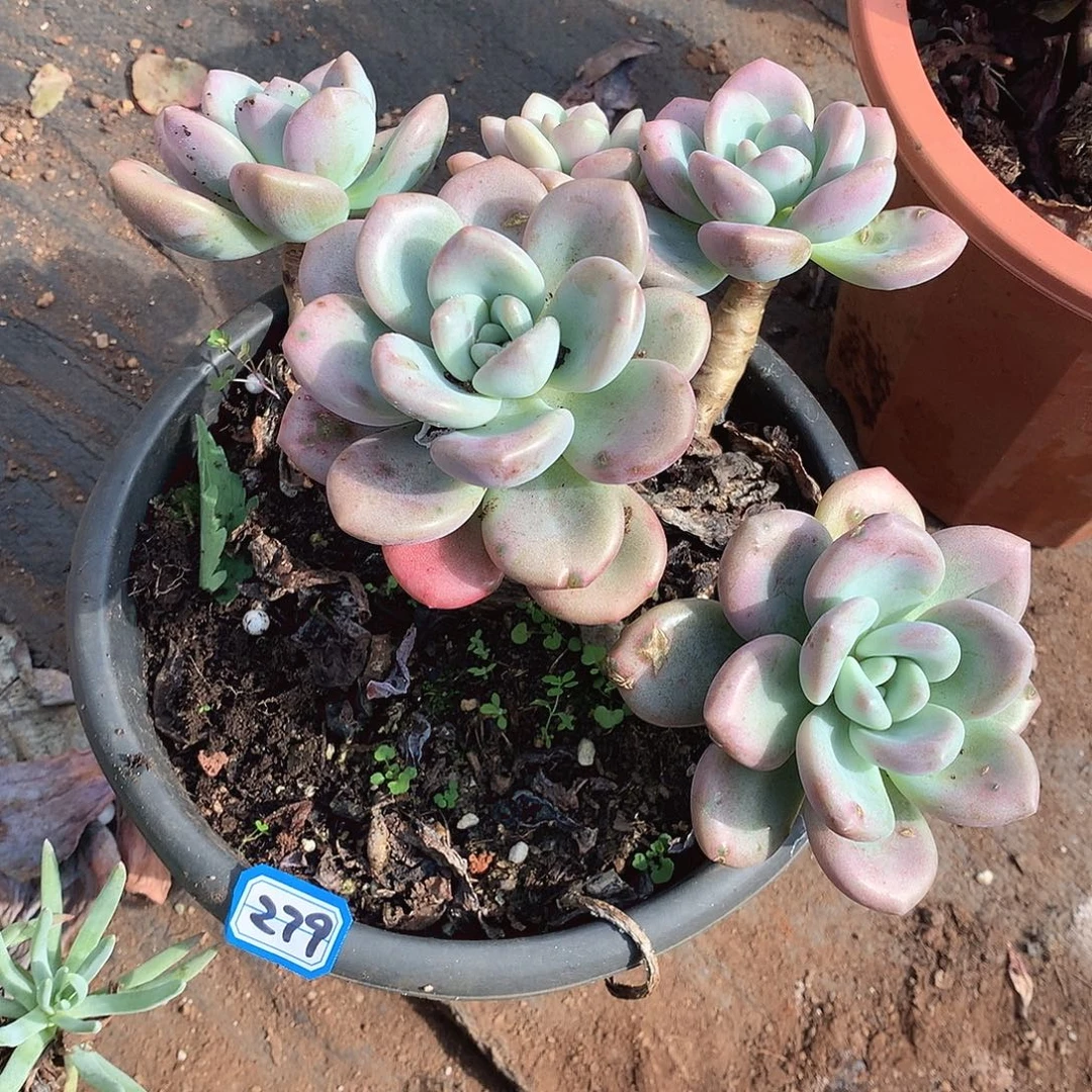 279奥普 一物一拍多肉