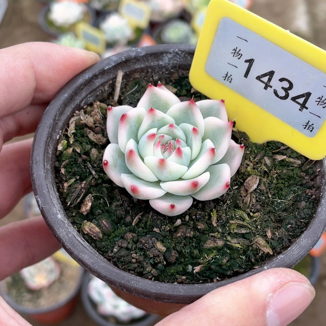 【闪购商品】?****睡1434八级福利