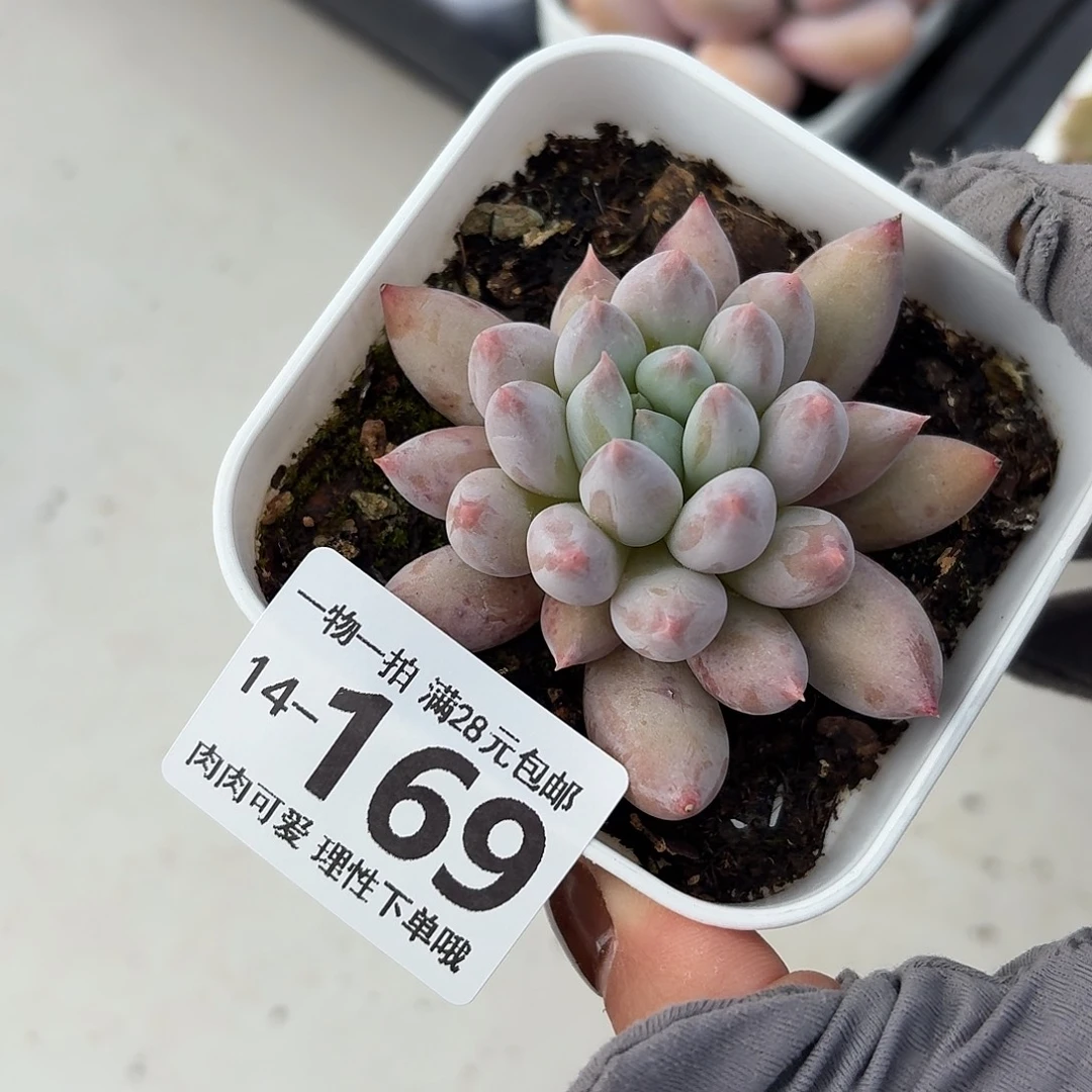 所罗门无盆土发货无