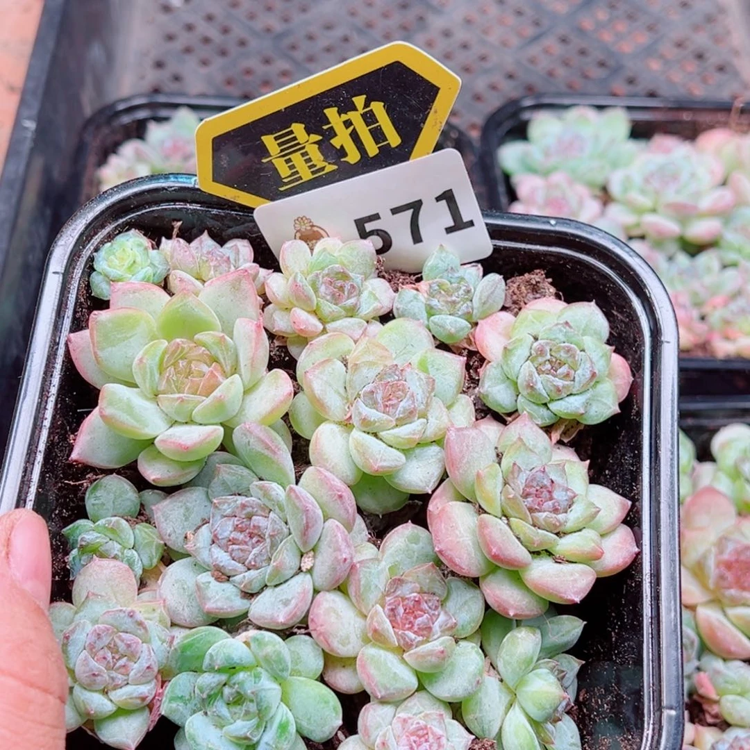 多肉植物多肉植物