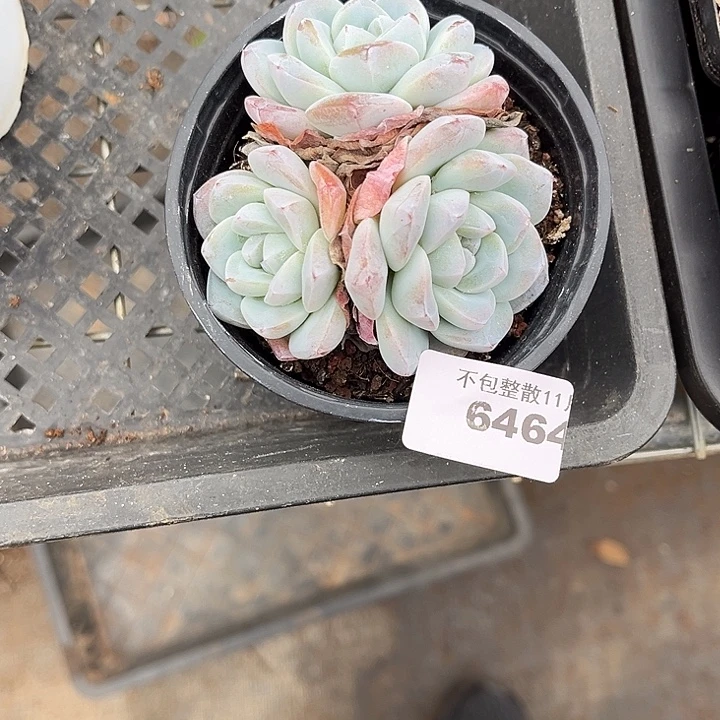 阿雅园艺。     6464冰玉