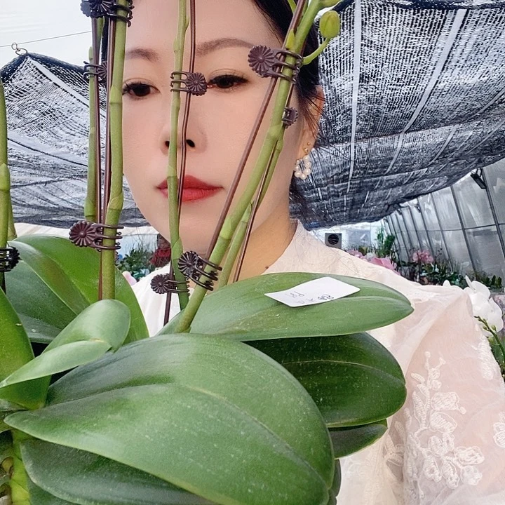 无花朵5寸白天鹅