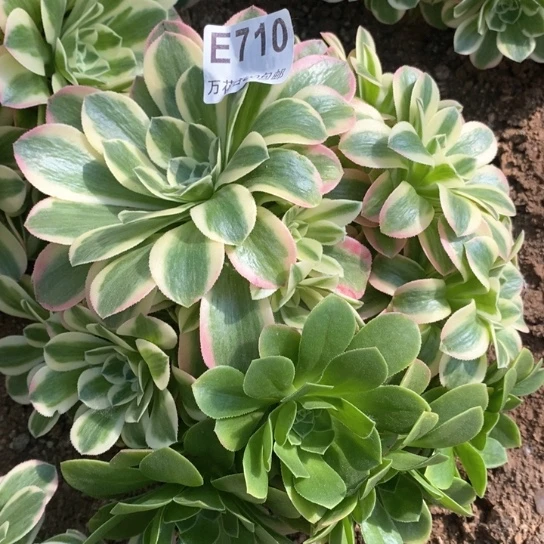710迈巴赫多肉植物