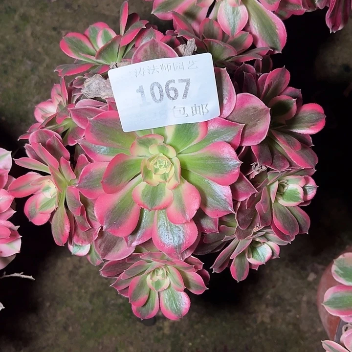 1067粉女巫多肉植物