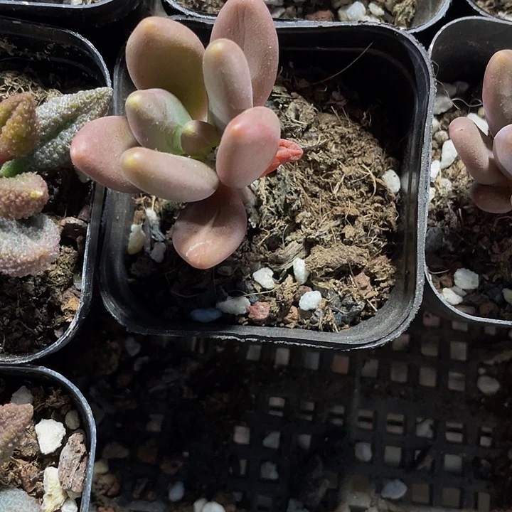 芒果奶2.8带盆土发多肉