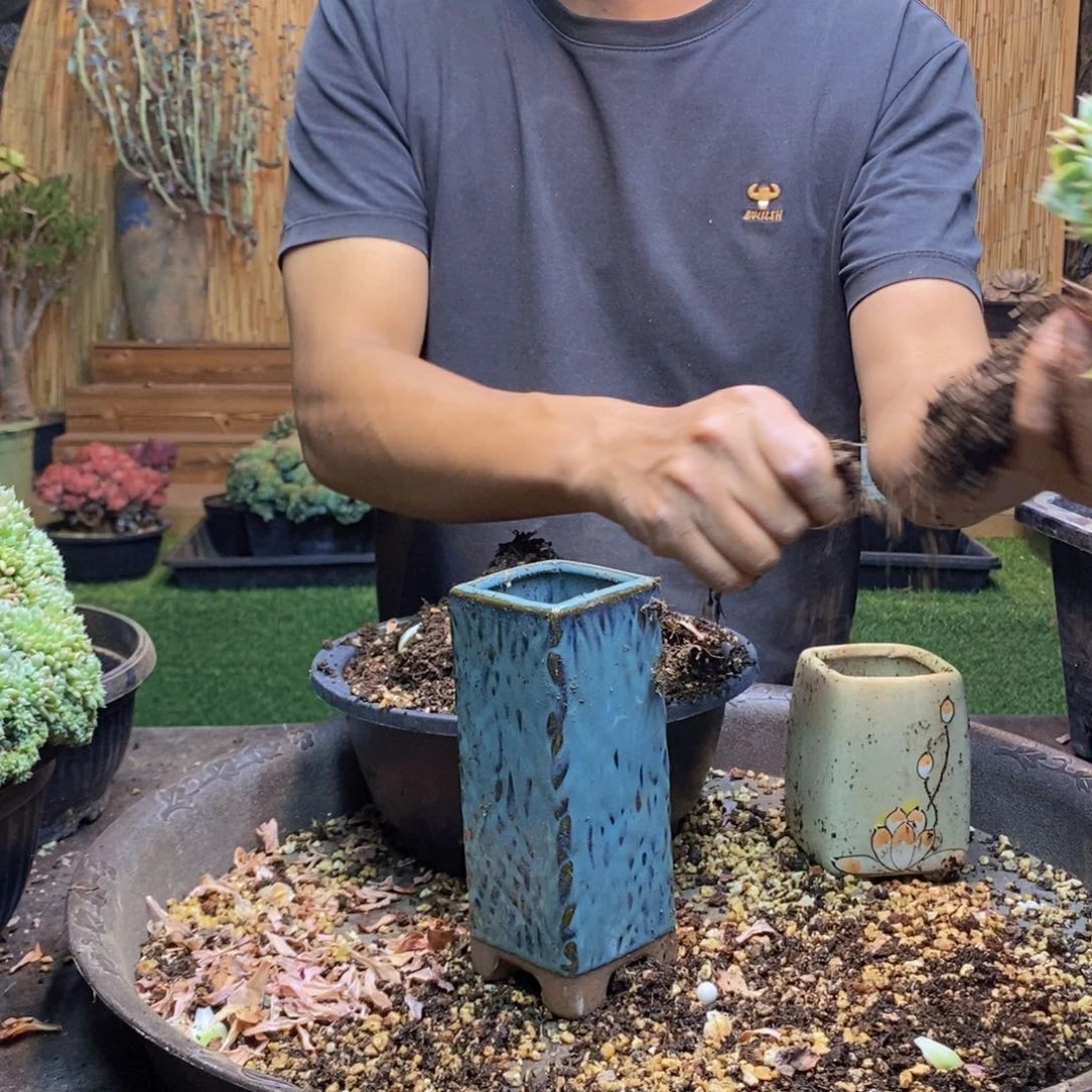 莫****403 号昂斯诺缀化多肉