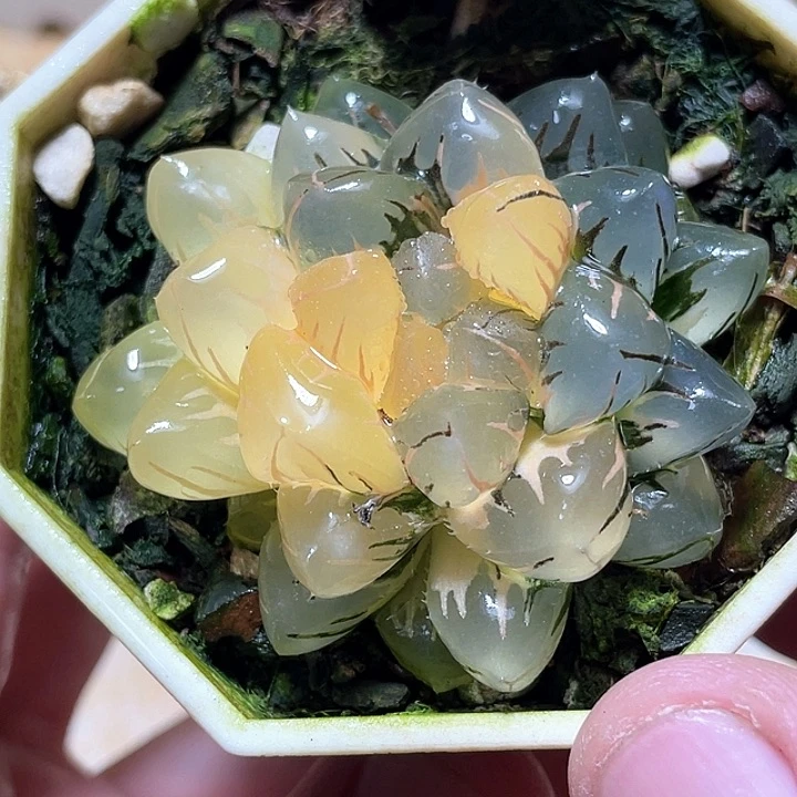 866水中月一物一拍