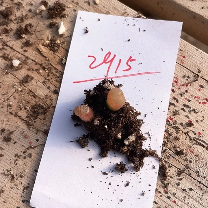 2915。  两颗磁铁风铃。