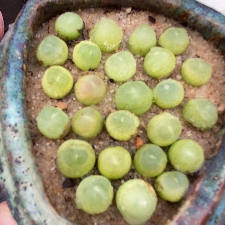 紫皮拉登一颗  0.6-0.8厘米