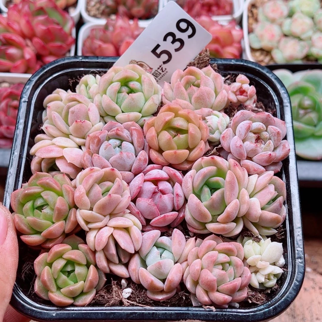 多肉植物多肉植物