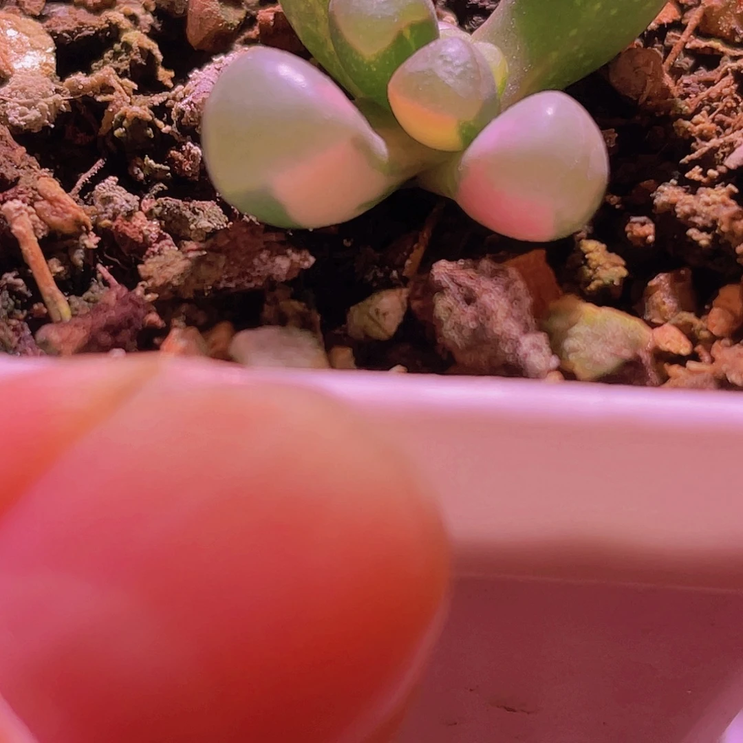 五十玲玉锦实生苗拉丝锦9