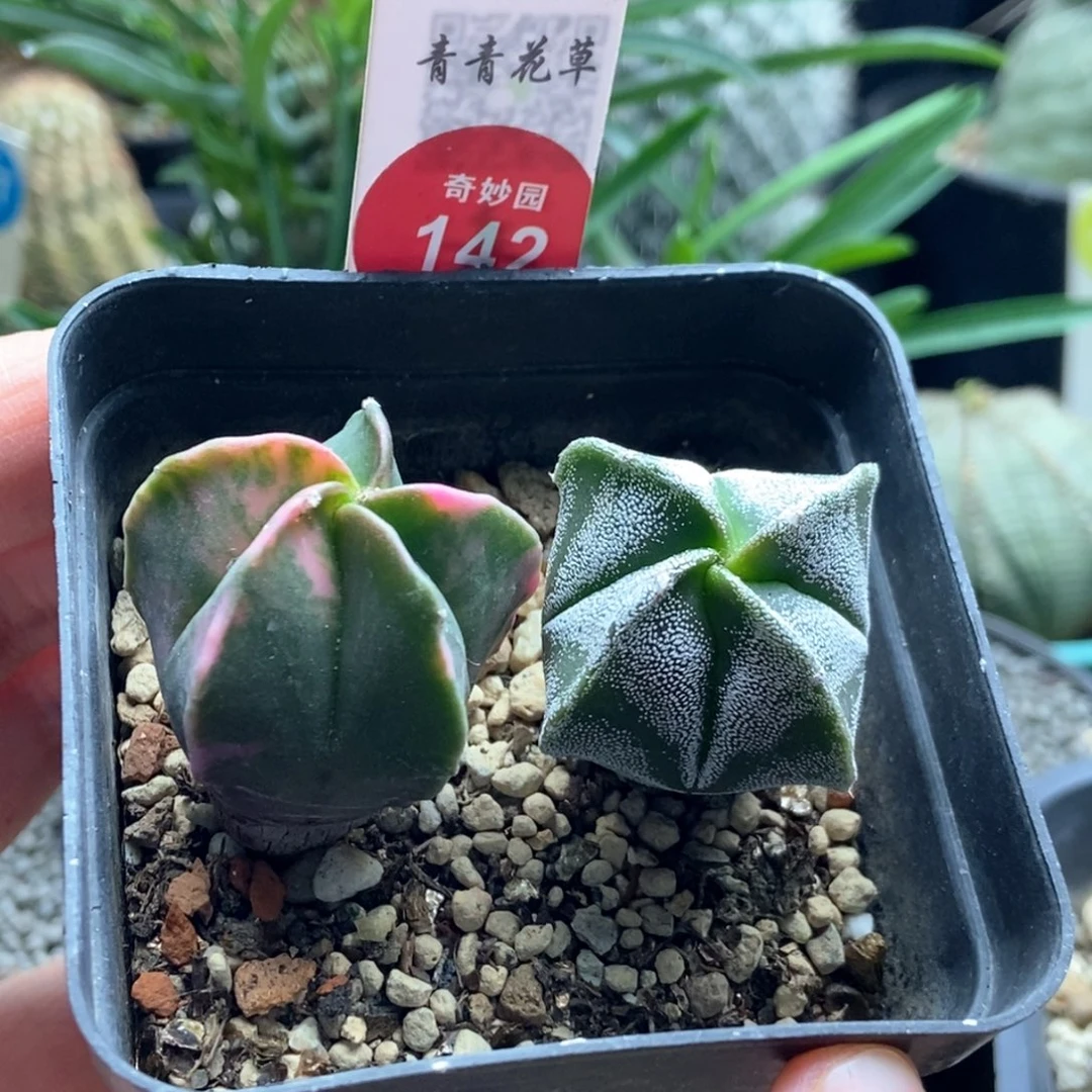 鸾凤玉锦加四角银沙鸾凤