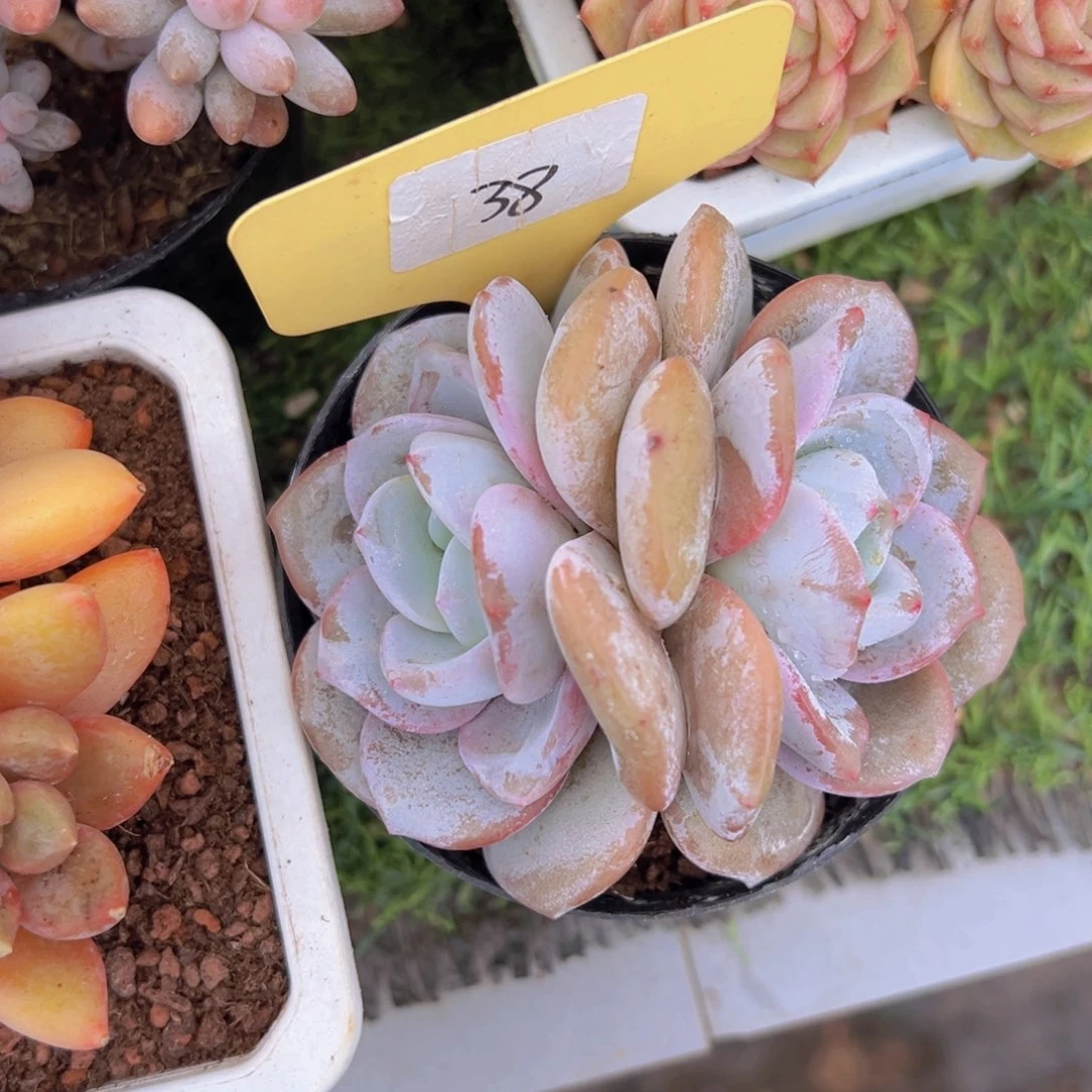 香玉的故事是一个人的故事