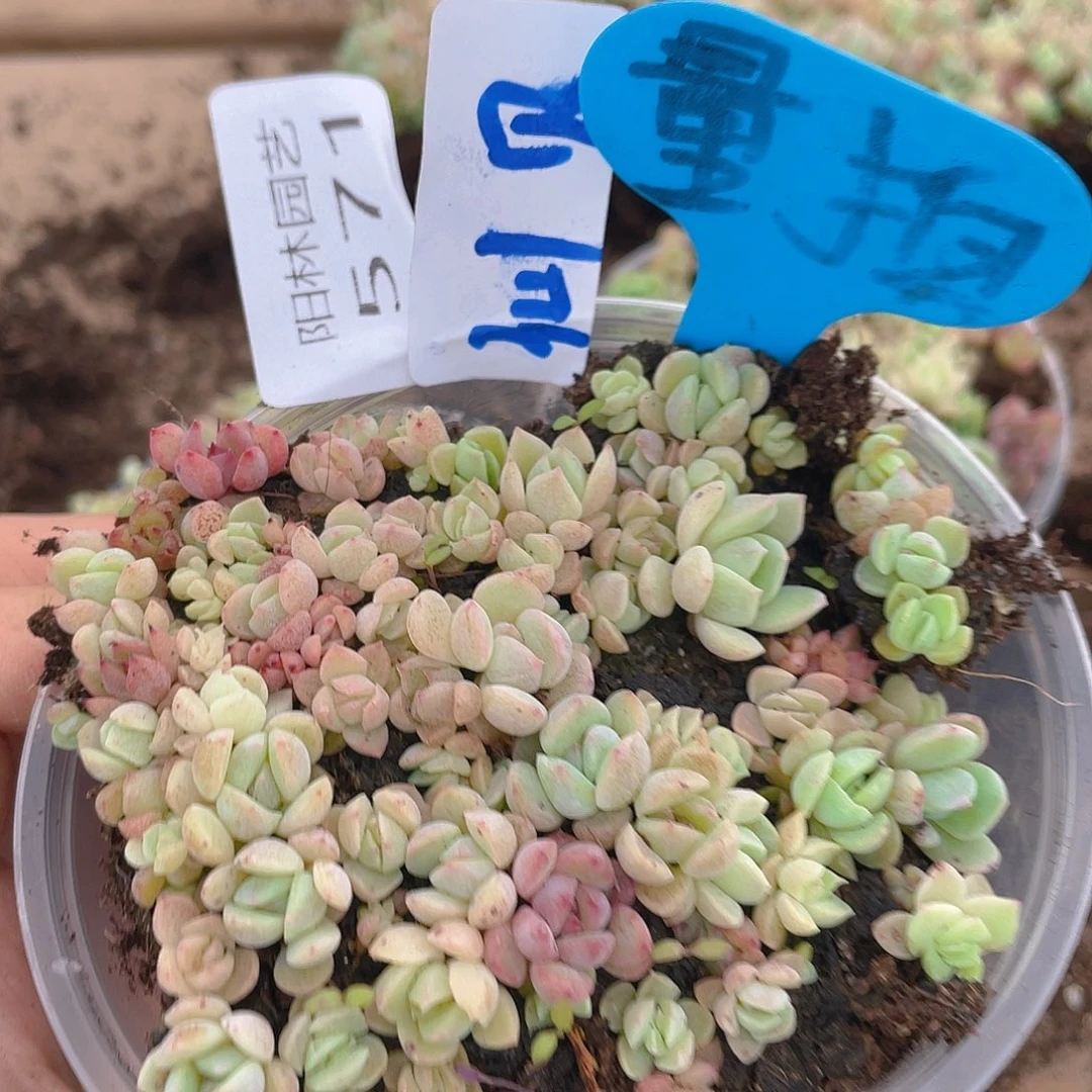 量拍多肉植物多肉植物571