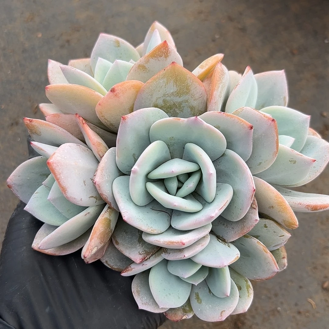 小**?小棉花00000000000