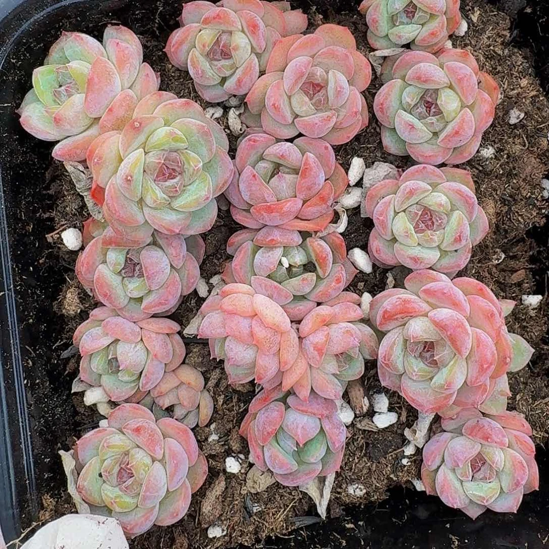 多肉植物多肉植物391