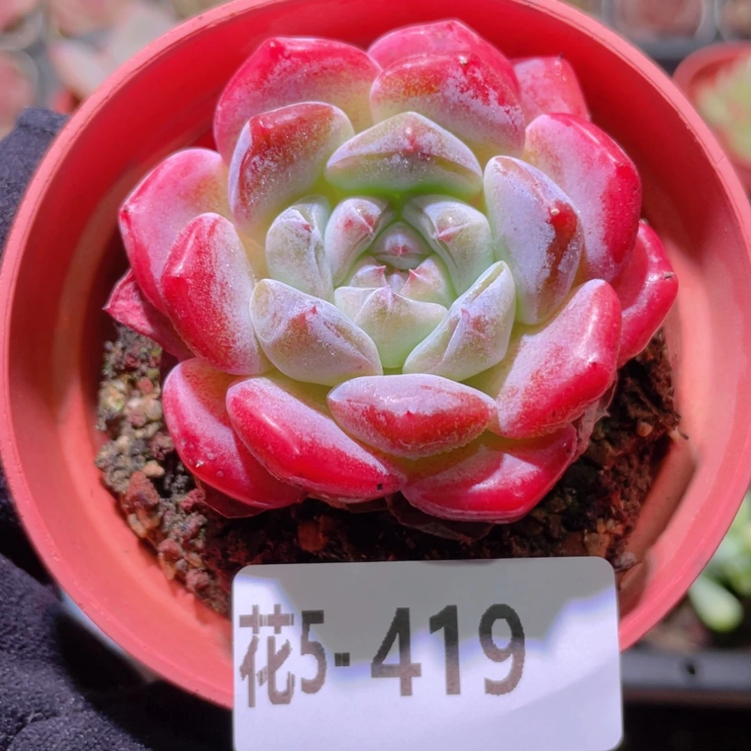 花利美5-419冰糖单头