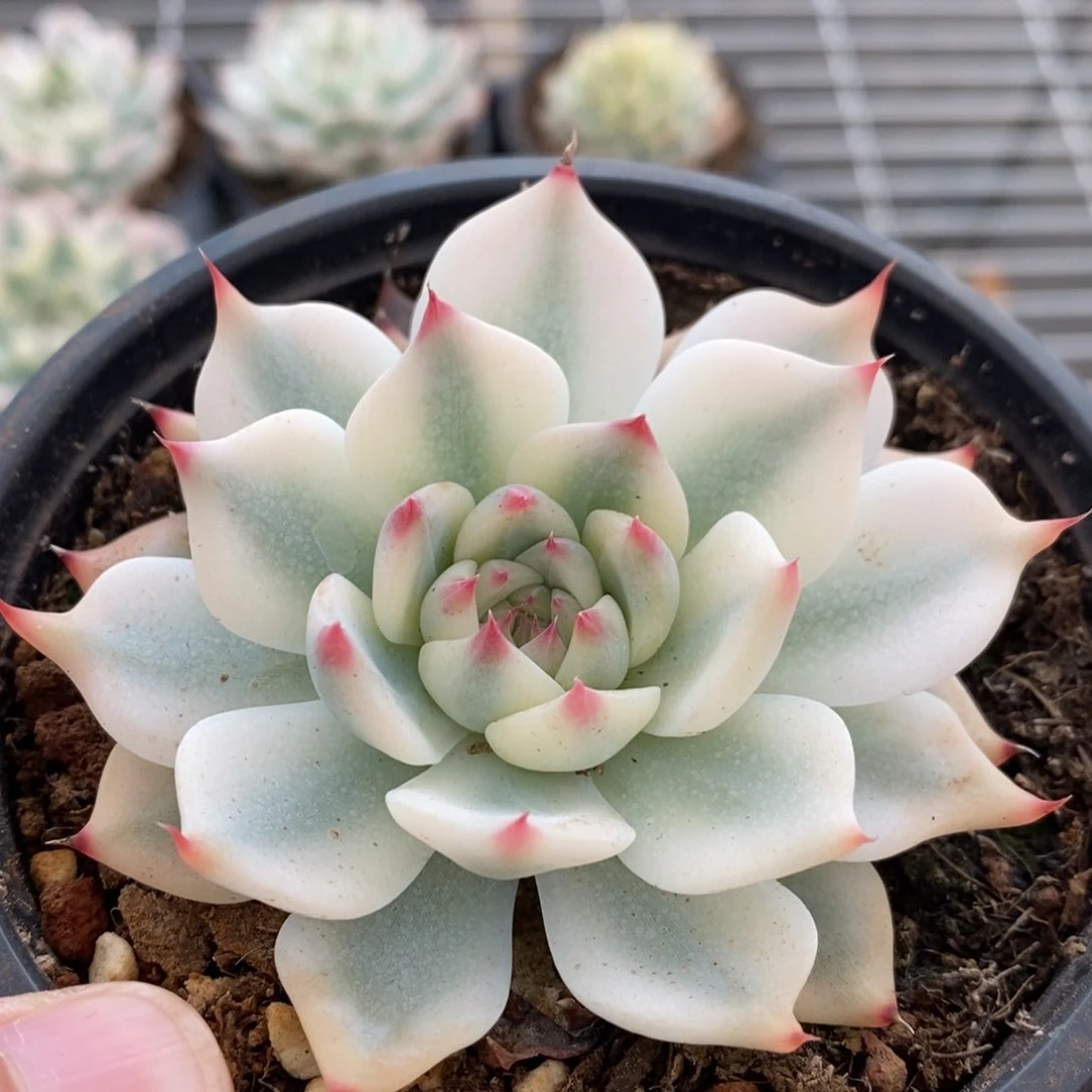 吉娃娃锦多肉植物0427