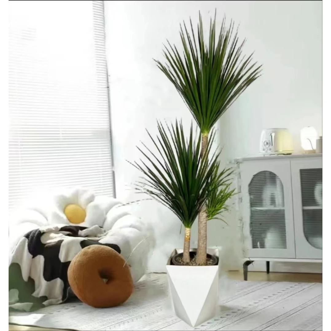 黑珍珠龙血树盆栽细叶双层多头龙须树老桩大型室内客厅绿植苗好养