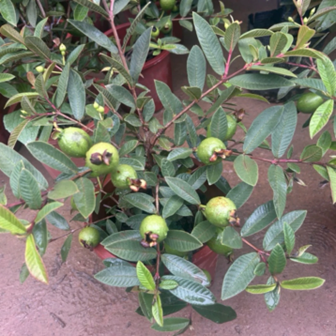 四季小叶白玉香番石榴，一物一拍，可接受快递途中掉花掉果