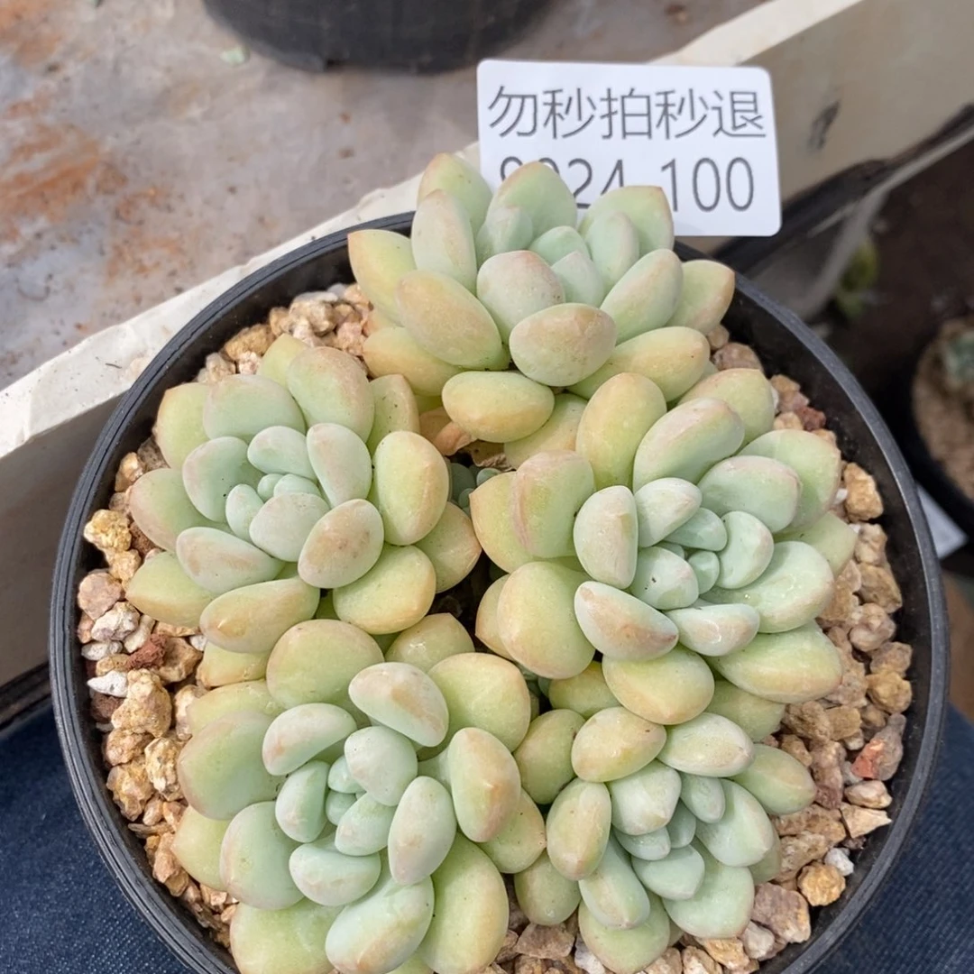 夏悦多肉927-100泡泡糖