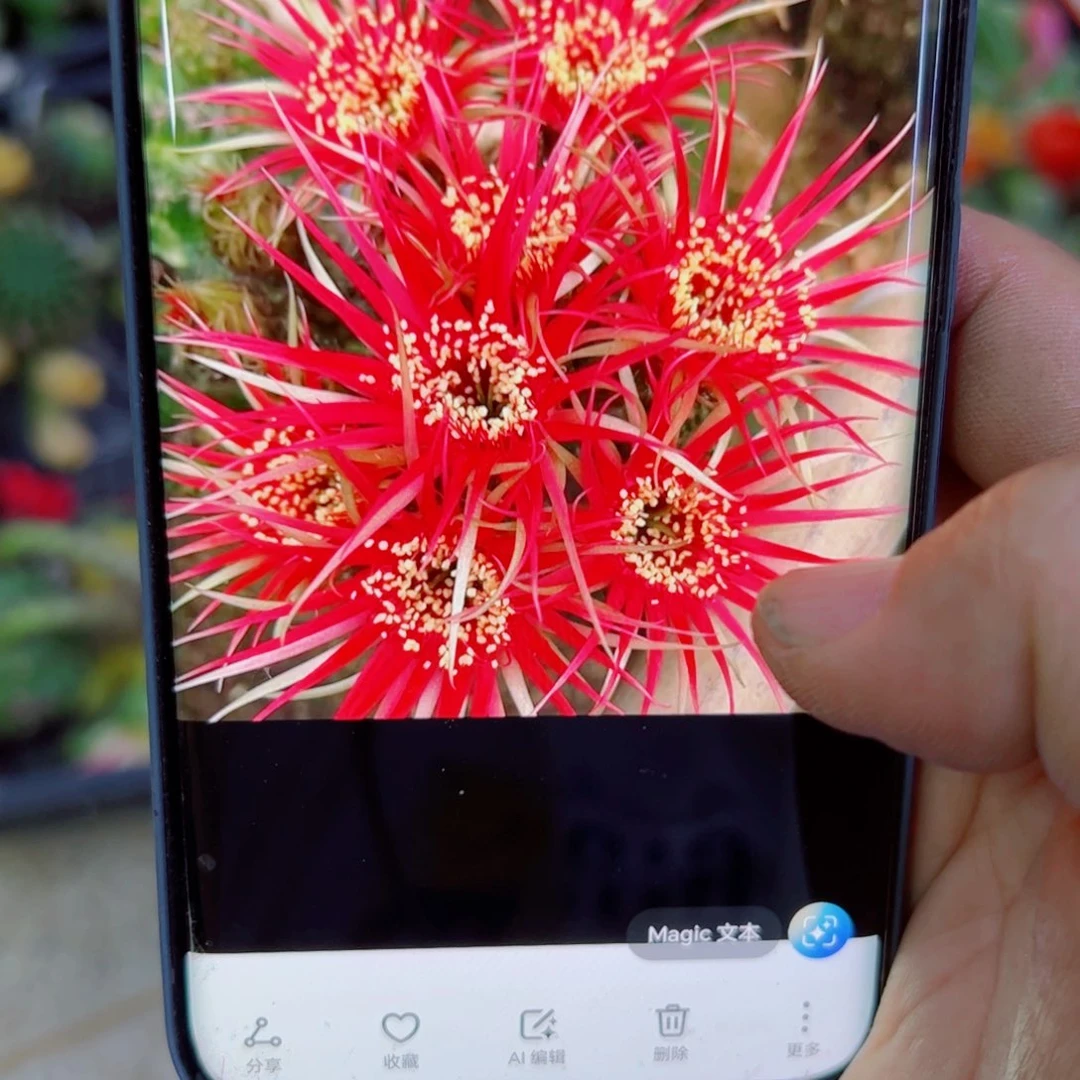 下132丽花红召和歪无根侧芽3公分左右20包邮