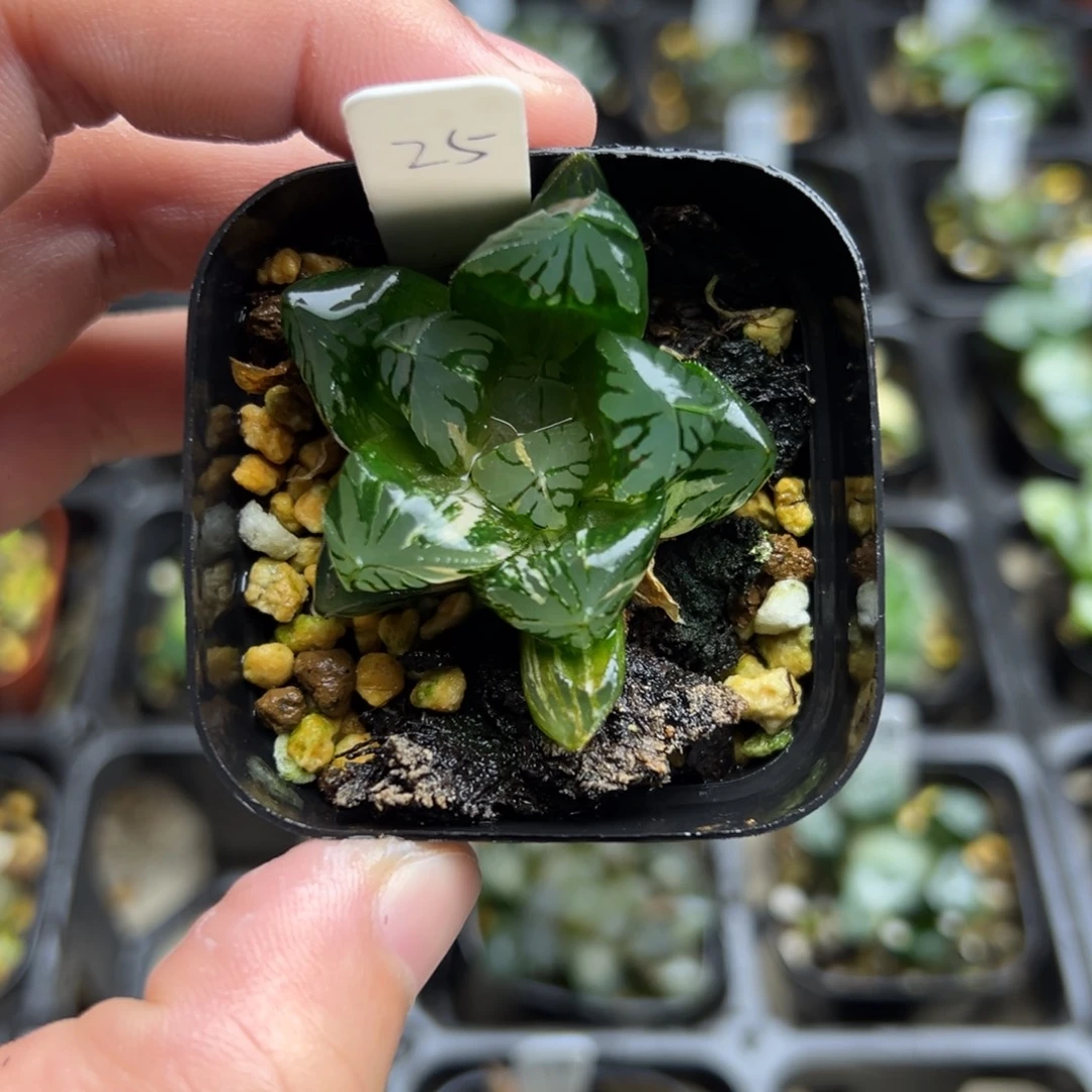 25花水晶玉露锦一物一拍