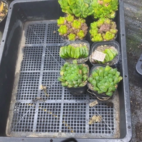 033雨露8盆如图东北不拍货