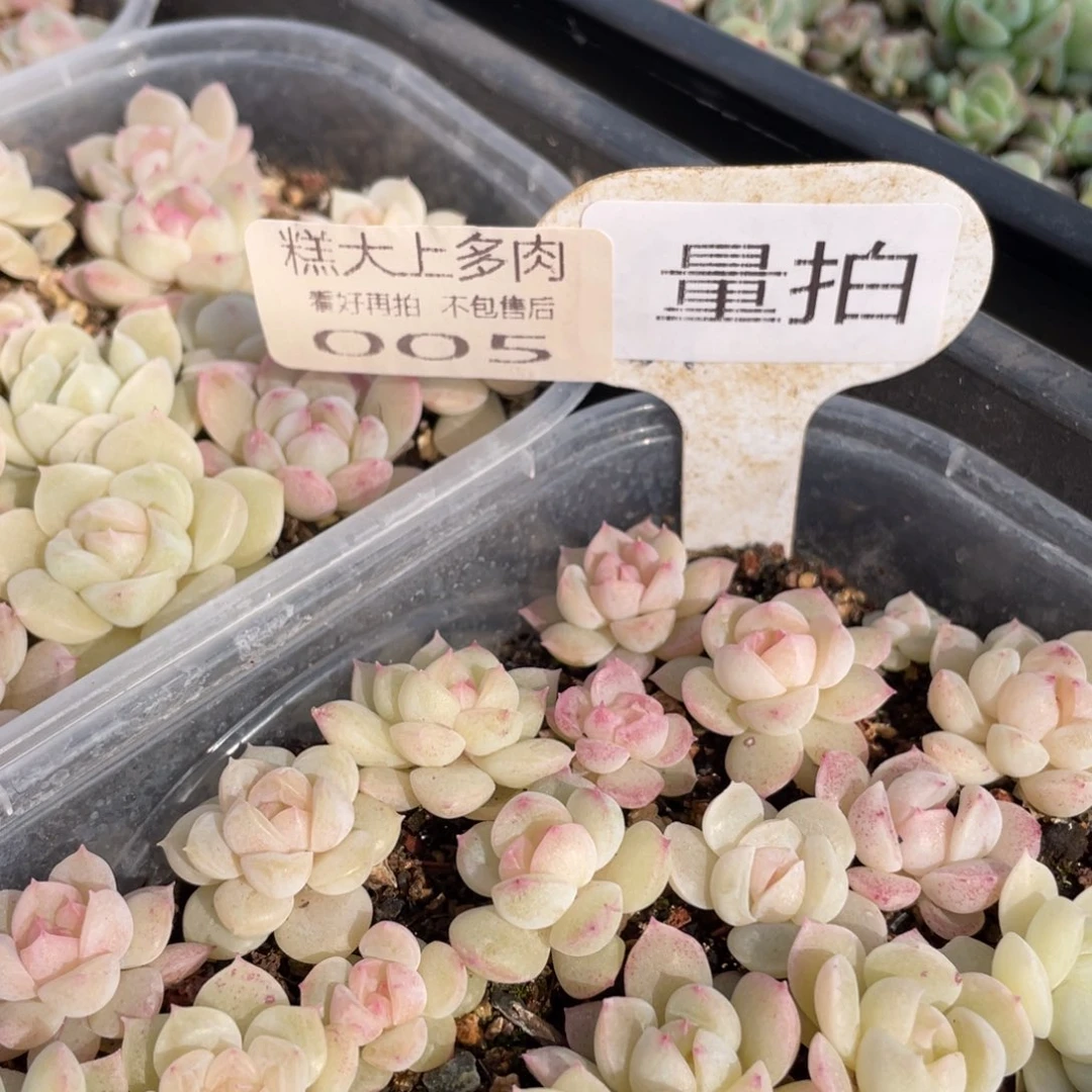 005号量拍啊啊啊啊