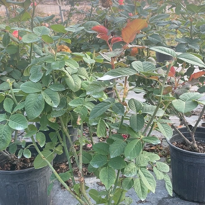 少量花朵（建议范围：2朵-5朵 或40%以下）12  dfr138