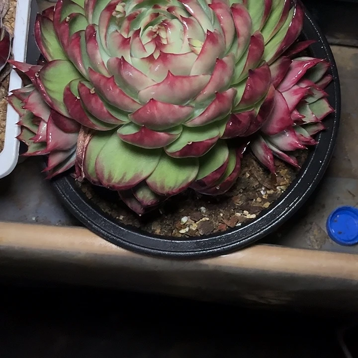 惊鸿仙子多肉植物9801