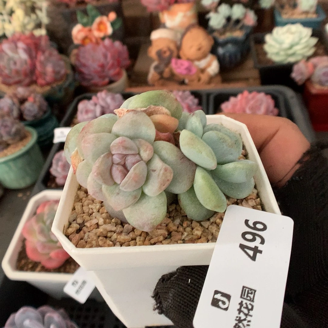 496冰玉石化珍妮多肉植物666