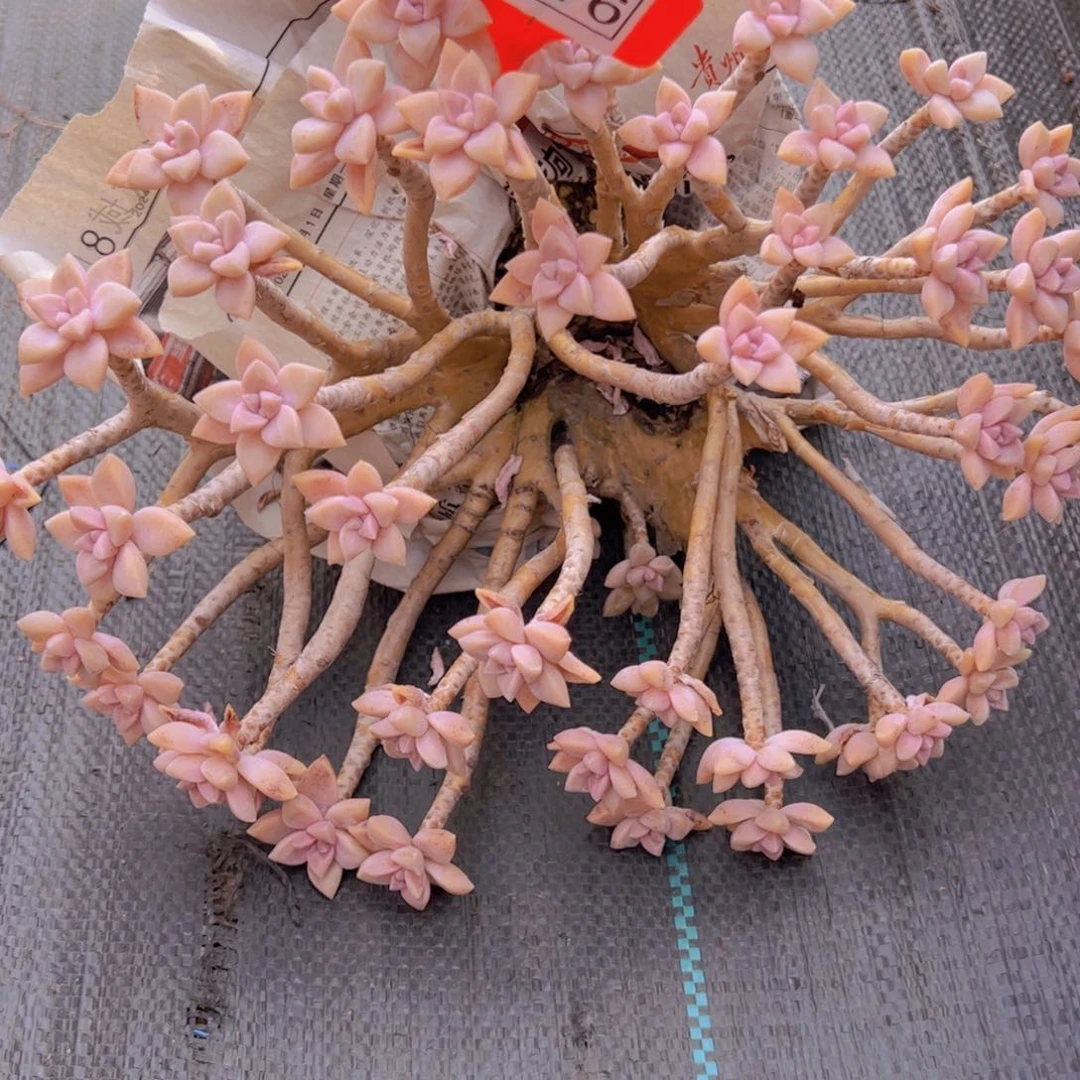 朵*淡雪2076一物一拍多肉